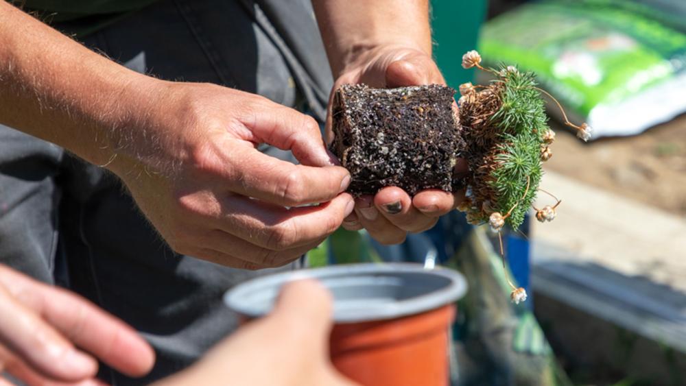Someone taking a plant out of the pot and seperating the roots