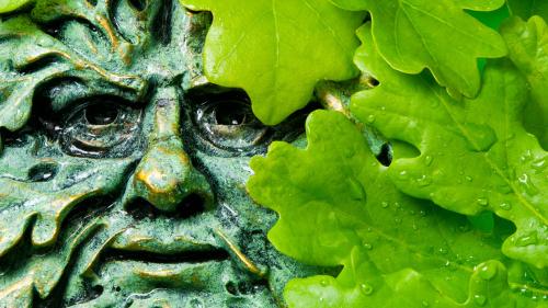 Greenman sculpture amongst oak leaves