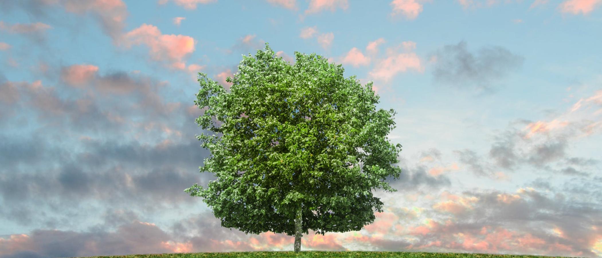 College in the running for Responsible Business Award